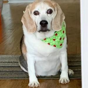 Meet your Posher, Renee